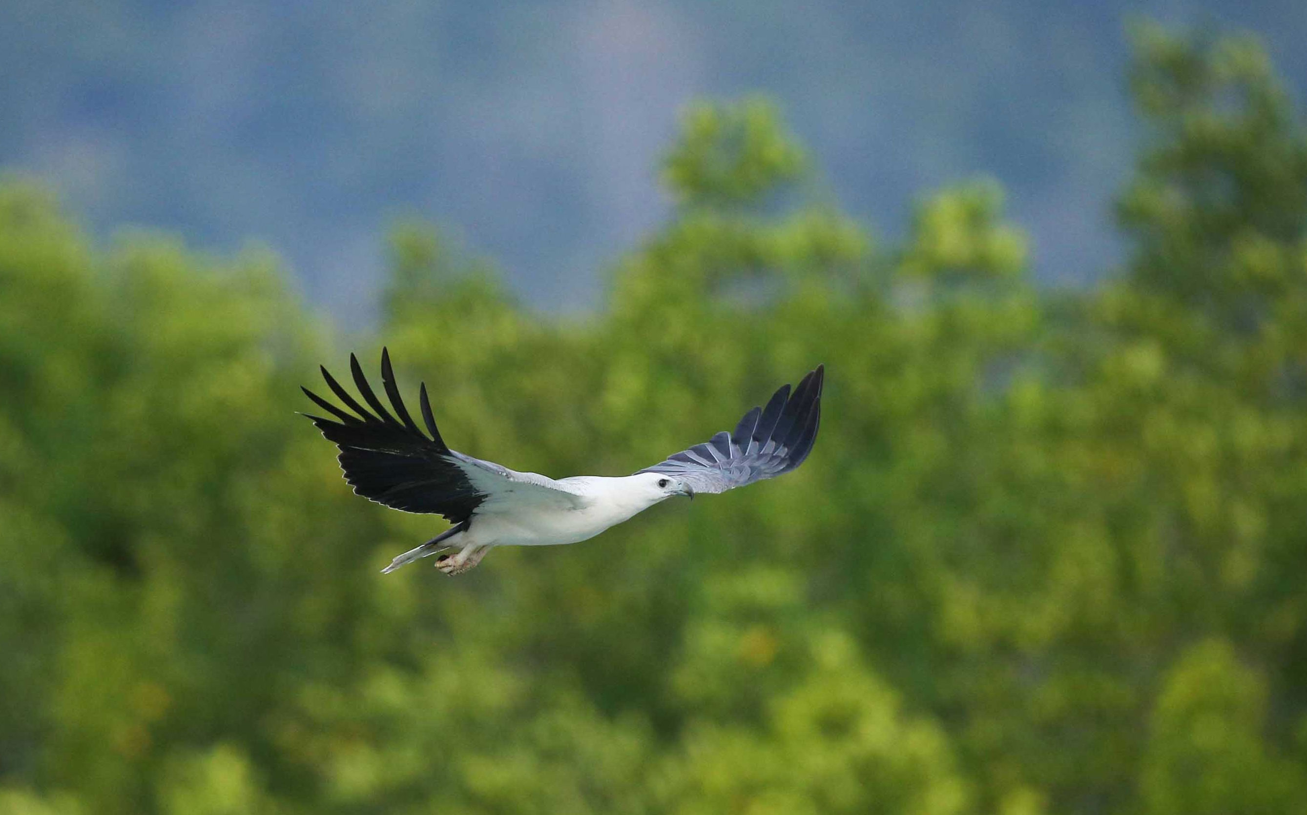 湛江首次記錄國家一級保護(hù)動物白腹海雕