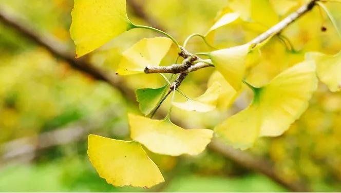 速來(lái)打卡&ldquo;銀杏染秋&rdquo;，韶關(guān)南雄銀杏文化旅游季開(kāi)啟！