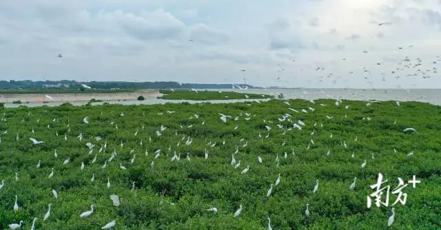 珍稀鳥(niǎo)類云集，湛江紅樹(shù)林成&ldquo;鳥(niǎo)的天堂&rdquo;