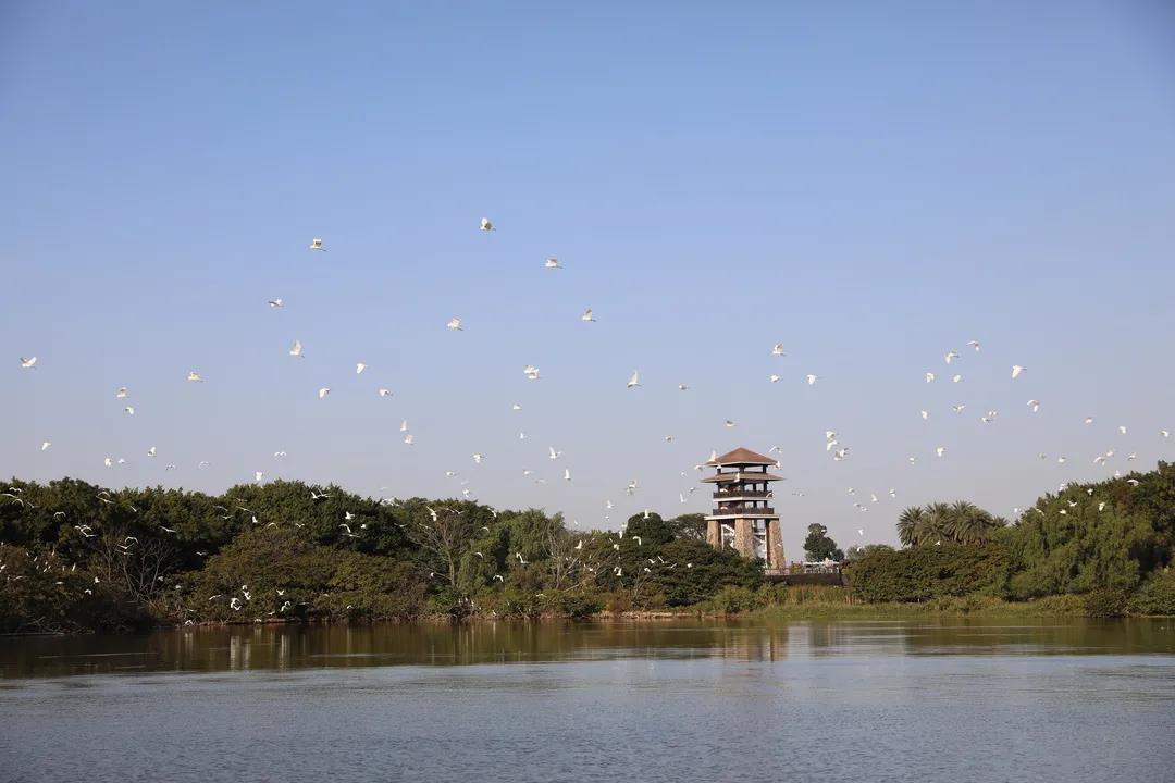 大批候鳥南下！廣東進入最佳觀鳥季