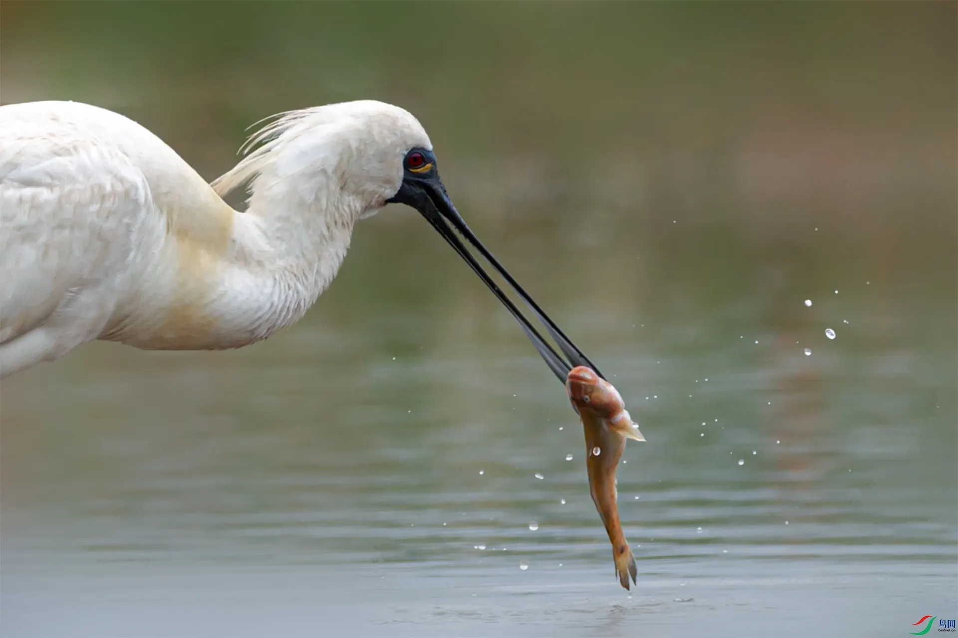 澳盾身邊的自然觀察&mdash;&mdash;黑臉琵鷺