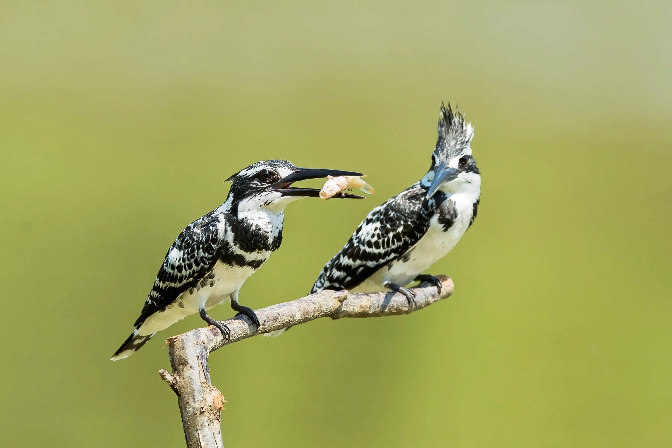 澳盾身邊的自然觀察&mdash;&mdash;斑魚(yú)狗