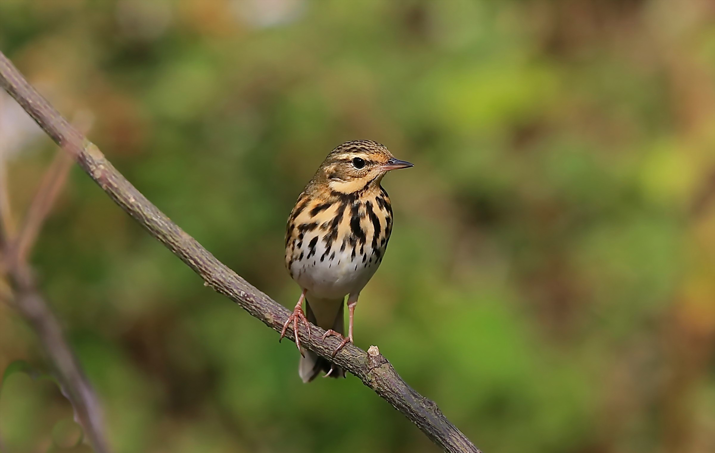 澳盾身邊的自然觀察&mdash;&mdash;樹(shù)鷚